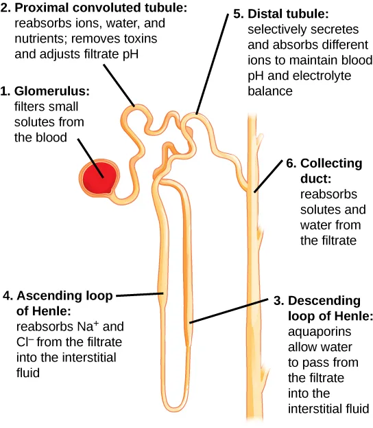 Illustration of a single continuous nephron tube, numbered 1 through 6, running from the glomerulus through the proximal convoluted tubule, the descending and ascending limbs of the loop of Henle, the distal convoluted tubule, and into the collecting duct.