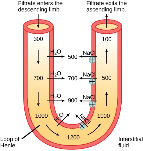 A U-shaped loop-of-Henle diagram showing filtrate osmolality decreasing up the ascending limb and increasing down the descending limb, with water and NaCl arrows exchanging with the surrounding interstitial fluid at each level.