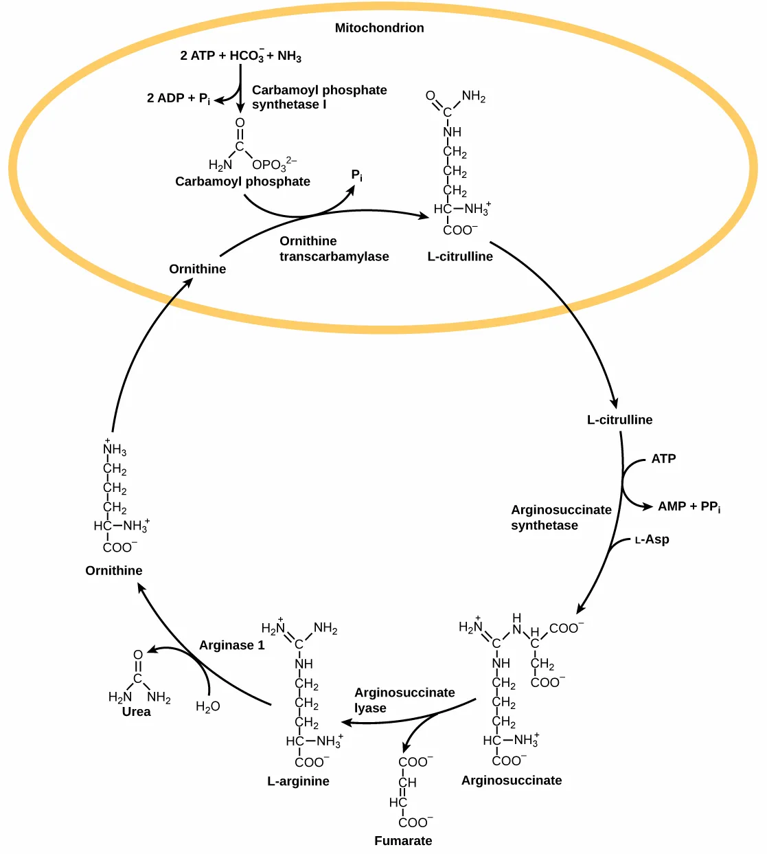 A clockwise flow-chart cycle. A gold oval labeled Mitochondrion sits at the top, where bicarbonate and ammonia combine, using two ATP, to form carbamoyl phosphate, which then combines with ornithine to form L-citrulline at the oval's right edge. L-citrulline exits the oval and, using ATP and aspartate, becomes arginosuccinate, which splits into fumarate and L-arginine; L-arginine then reacts with water to release urea and regenerate ornithine, which re-enters the oval at its left edge to restart the cycle.