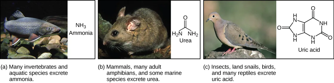 Three side-by-side panels, each pairing a photograph of an animal with the chemical structure of the nitrogenous waste it excretes: (a) a fish beside the small ammonia molecule, (b) a wood rat beside the urea molecule, and (c) a pigeon beside the larger, two-ring uric acid molecule.