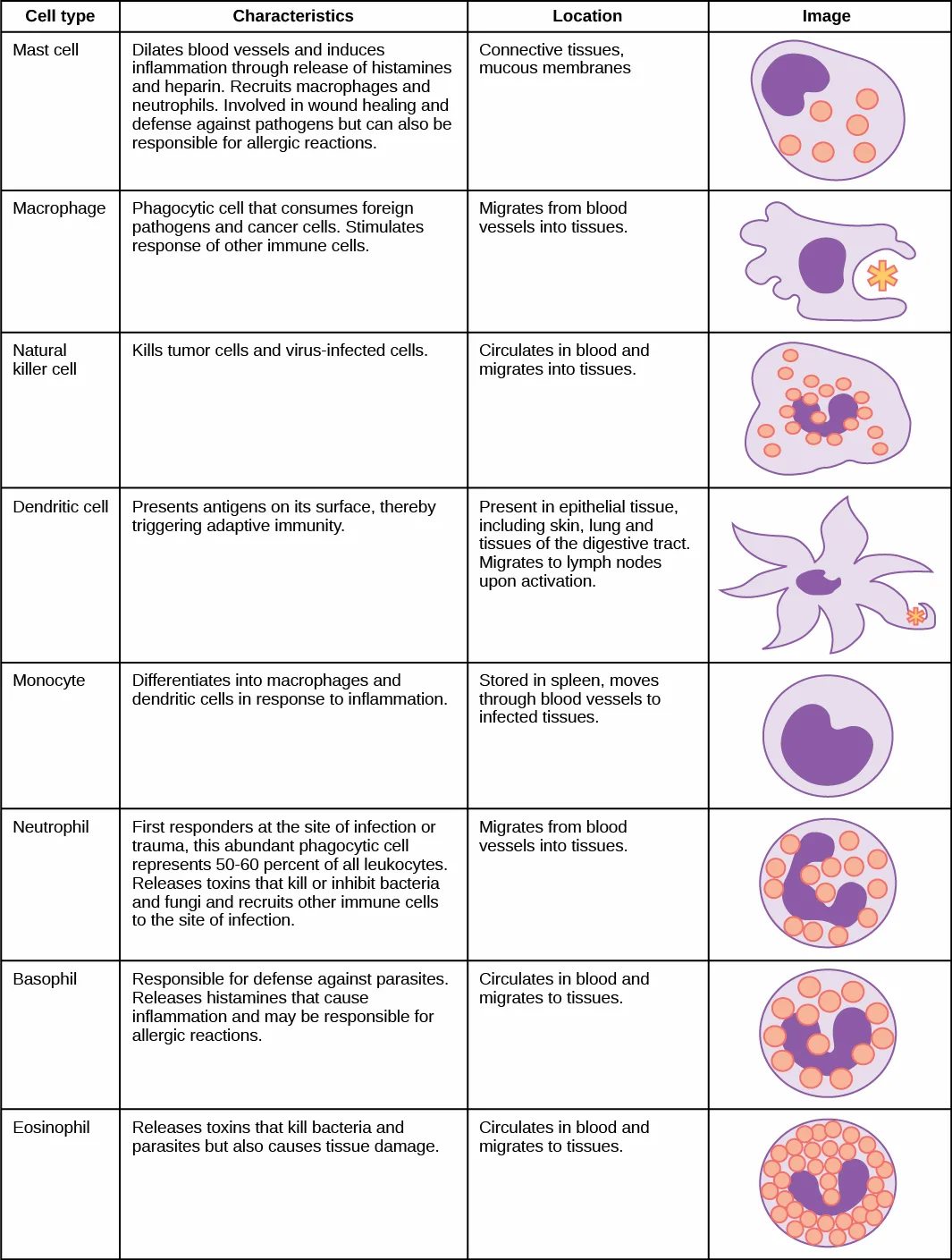 A table listing eight innate-immune cell types — mast cell, macrophage, natural killer cell, dendritic cell, monocyte, neutrophil, basophil, and eosinophil — with columns for each cell's characteristics, its typical location in the body, and a small color drawing of the cell.