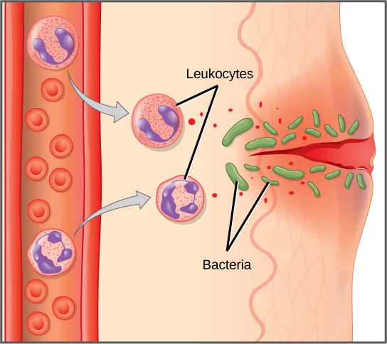 Illustration of a capillary near a skin wound, showing leukocytes leaving the bloodstream and invading bacteria clustered at the wound.