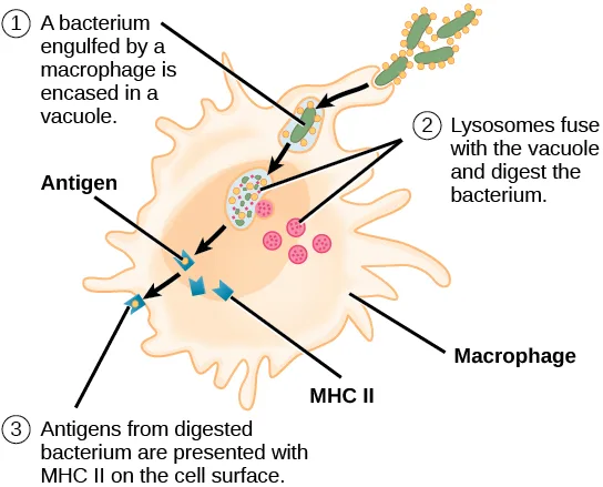 A three-step illustration shows a macrophage engulfing a bacterium, fusing the resulting vacuole with lysosomes to digest it, then presenting the bacterium's antigens together with an MHC II molecule on the macrophage's own cell surface.