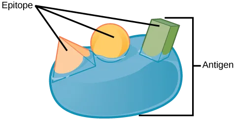 An illustration shows an oval antigen with three differently shaped epitopes projecting from its surface: one spherical, one a rectangular prism, and one a pyramid.