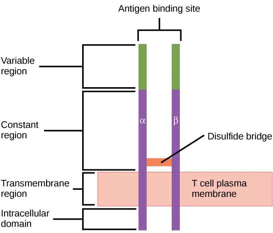 An illustration shows a T cell receptor as two parallel column-like subunits, alpha and beta, projecting from the plasma membrane and joined partway down by a disulfide bridge.