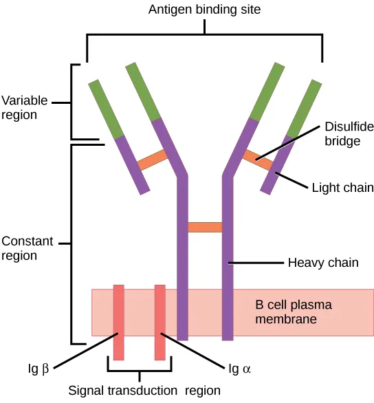 An illustration shows a Y-shaped B cell receptor made of two heavy chains bent outward from the plasma membrane and two shorter light chains joining each heavy chain after the bend, with Ig alpha and Ig beta anchoring a signal transduction region in the membrane.