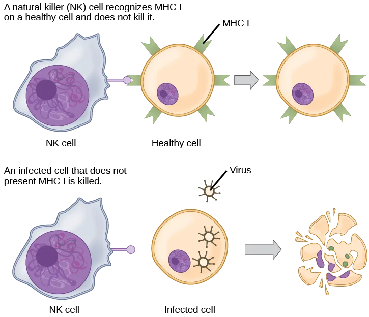 Two rows of illustrations. In the top row, a natural killer cell touches a healthy cell displaying MHC I and does not harm it. In the bottom row, a natural killer cell touches an infected cell that lacks MHC I, and an arrow leads to that cell being destroyed.