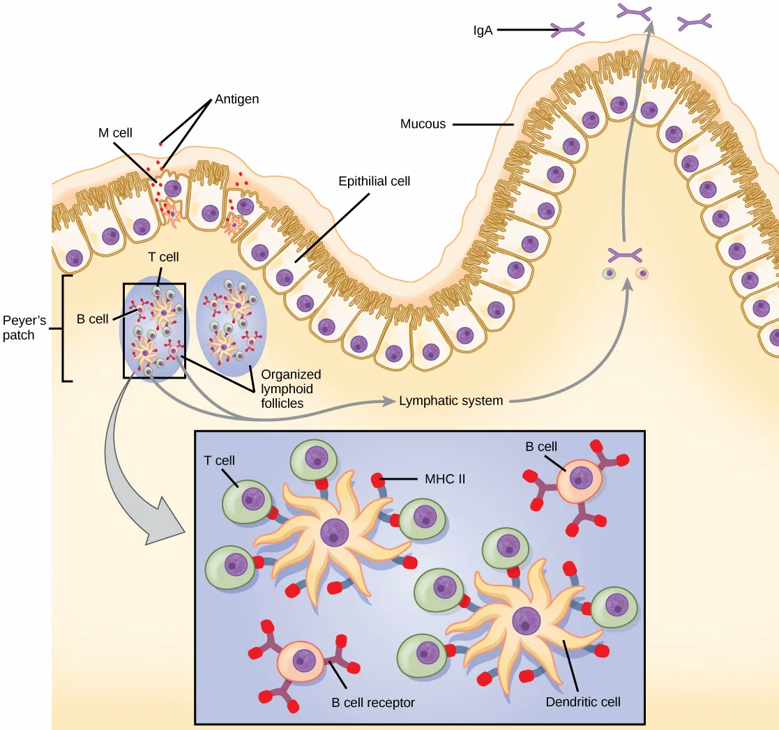 A cross-section of intestinal lining shows M cells taking up antigen and passing it to dendritic cells, which migrate to a Peyer's patch where T cells and B cells are activated, some traveling through the lymphatic system to the lymph nodes and back, while activated cells at the surface secrete IgA into the intestinal lumen.