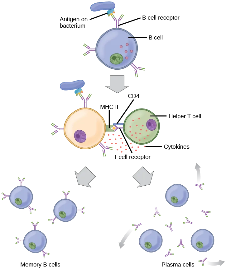 A flow chart shows an antigen on a bacterium binding a B cell's receptor; an arrow leads to the B cell presenting that antigen on MHC II to a helper T cell's receptor and CD4, activating the B cell; two more arrows lead to the B cell dividing into memory B cells and antibody-secreting plasma cells.