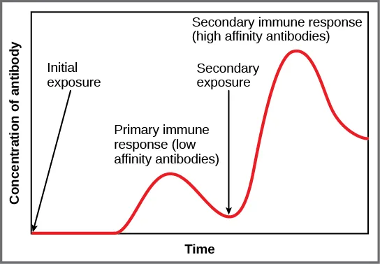 A line graph plots antibody concentration on the y-axis against time on the x-axis, rising to a low peak after an initial exposure, dropping toward baseline, then rising to roughly three times that peak, faster, after a labeled secondary exposure.