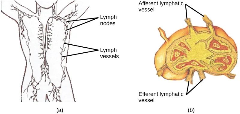 A two-panel illustration: panel (a) is a line drawing of the human torso and neck showing lymph vessels running along the spine and out to the arms, legs, and neck, with lymph nodes clustered at the neck, armpits, groin, and lower back; panel (b) is a color illustration of one kidney-shaped lymph node, with afferent lymphatic vessels entering along its outer curve and efferent vessels leaving along its inner curve.
