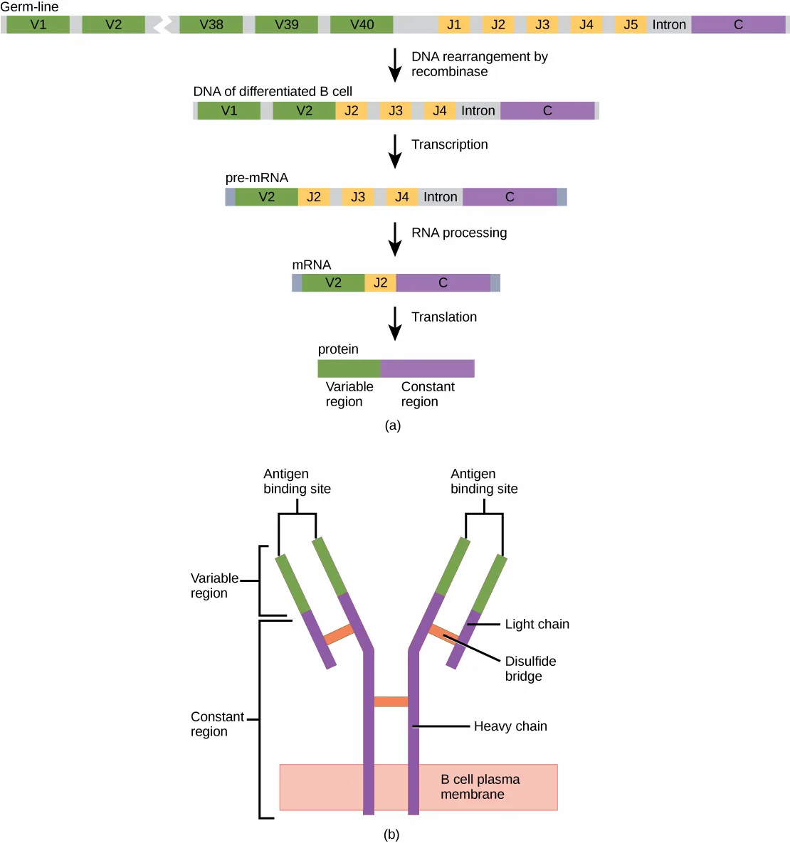 A five-row flow chart traces a light-chain gene from germ-line DNA through DNA rearrangement, transcription, RNA processing, and translation to a two-part protein, above a diagram of a Y-shaped antibody with two forked antigen-binding arms of light- and heavy-chain segments anchored in a B cell plasma membrane.