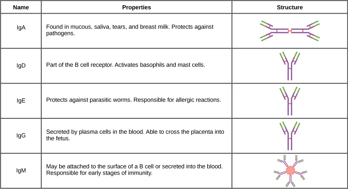 A table lists IgA, IgD, IgE, IgG, and IgM by name and properties, with a small structural diagram beside each row: IgA as two linked Y-shaped units, IgD, IgE, and IgG each as a single Y-shaped unit, and IgM as five Y-shaped units joined in a star around a central point.