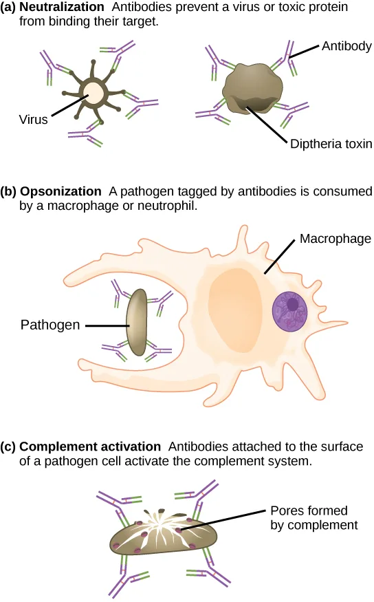 Three schematic panels: antibodies coat the surface of a spiky virus and a rounded diphtheria toxin molecule; an antibody-tagged, oval pathogen sits in the arm of a large pale macrophage that also holds an engulfed purple cell; and antibodies on an oval pathogen surround openings labeled as pores formed by complement.