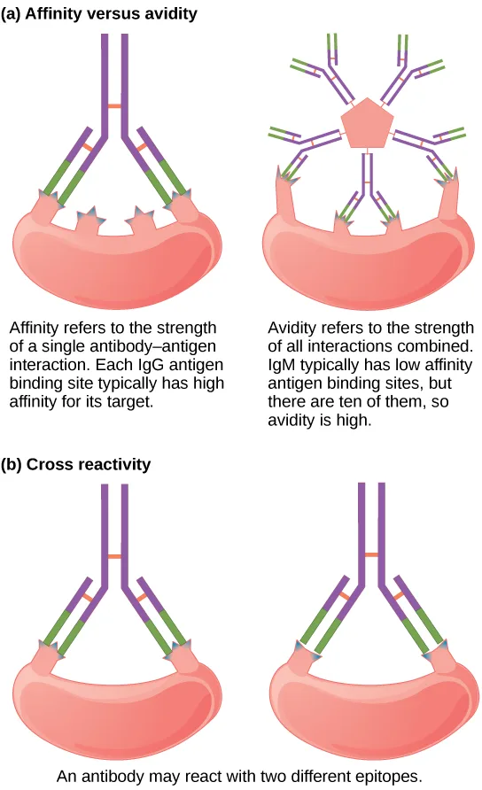 Four small diagrams: a single Y-shaped antibody binds an oval pathogen with both of its arms (affinity) beside a five-armed star of Y-shaped antibodies whose lower units bind the same pathogen shape at several points (avidity), and two separate Y-shaped antibodies each bind a differently shaped notch on an oval pathogen (cross reactivity).