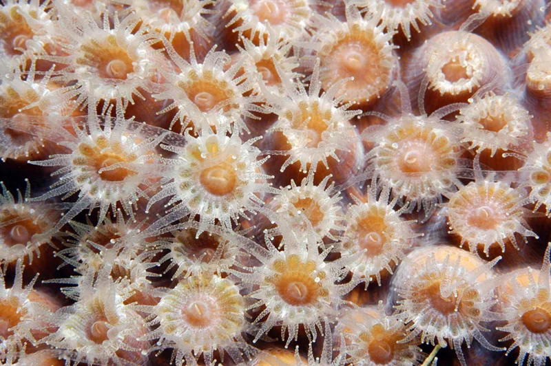 A close-up of many small, cup-shaped coral polyps clustered together, each fringed with short translucent tentacles surrounding a central mouth.