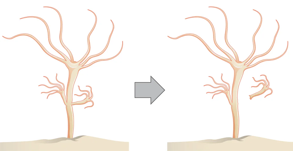 Two nearly identical illustrations of a stalked hydra with several long tentacles fanning from its top and a smaller, similarly tentacled bud growing partway down its side; a gray arrow points from the left illustration to the right one, where the bud has pulled away from the stalk with a narrow gap now visible between them.