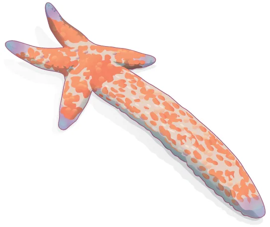 A colorful illustration of a sea star with one very long arm bent to the side and four short, stubby arms clustered near the body.