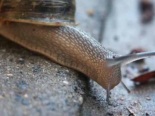 A close-up photo of a land snail's coiled shell and its long, slug-like body extending forward across a paved surface, with two tentacles visible on its head.
