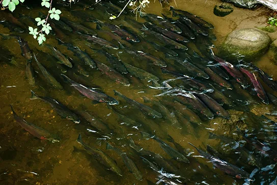 An overhead view of a shallow, greenish-brown creek packed with many salmon, their dark backs mottled with red and white, all swimming in the same direction; a large rock breaks the surface at the right edge and green leaves overhang the top left corner.