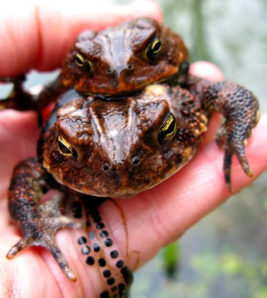 A close-up of a person's open hand holding two brown, warty toads stacked one on top of the other, both with gold eyes and horizontal pupils; a string of small black eggs hangs in a clear gelatinous strand between the fingers below them.