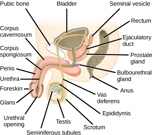 A cutaway side view of the male pelvis and external genitals, with the bladder and internal glands above and the penis and scrotum, shown in cross-section, below; each structure is labeled with a leader line.