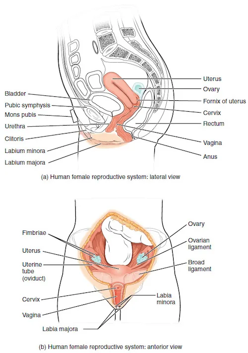 Two drawings of the internal female pelvis. Drawing (a) is a lateral cross-section with the bladder, urethra, clitoris, and labia toward the front and the uterus, cervix, rectum, and vagina toward the back. Drawing (b) is an anterior view of the uterus, ovaries, and fallopian tubes with the vagina and external labia below.