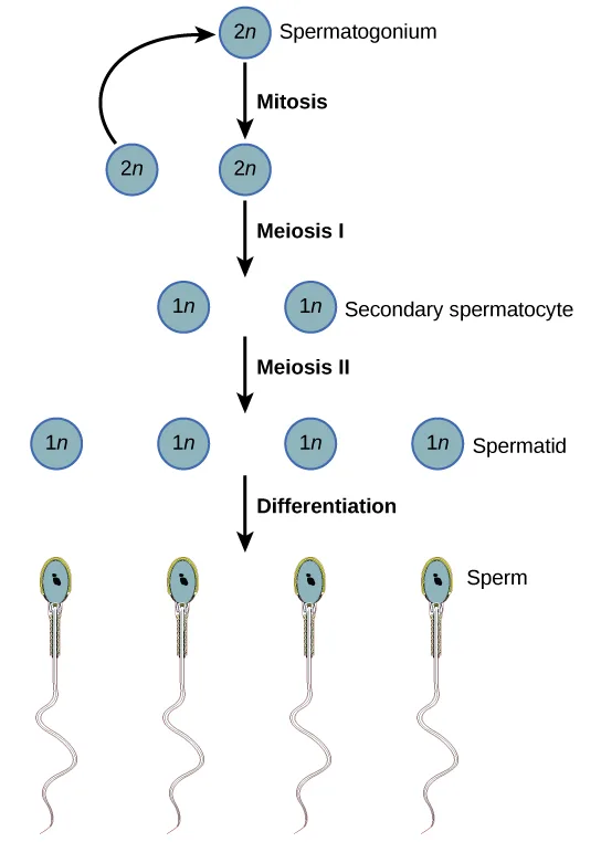 A flow chart traces spermatogenesis as a column of labeled circles connected by four downward arrows, plus one curved arrow looping back to the top circle.