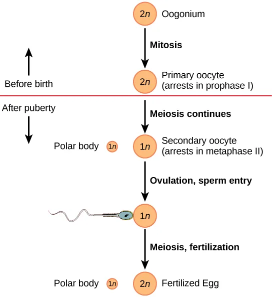 A flow chart traces oogenesis as a column of labeled circles connected by four downward arrows, crossed partway down by a red horizontal line separating the steps before birth from those after puberty.