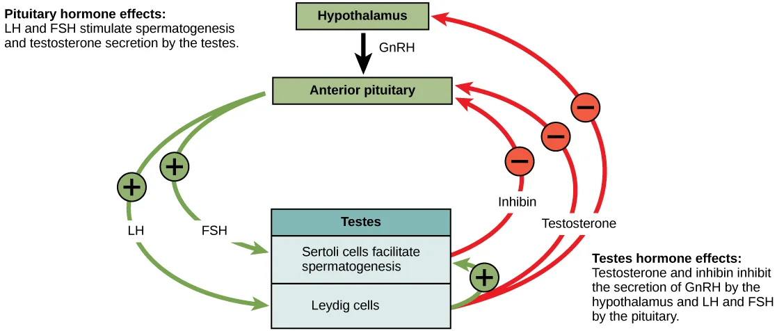 A labeled flow-chart diagram with green Hypothalamus and Anterior pituitary boxes above a blue-headed Testes box holding Sertoli cells and Leydig cells rows. A black arrow labeled GnRH runs from the hypothalamus to the pituitary; two green arrows labeled LH and FSH, each crossing a green plus-sign circle, run from the pituitary down to the testes. Two red arrows labeled Inhibin and Testosterone, each crossing a red minus-sign circle, curve from the testes back up to the pituitary and hypothalamus. Boxed text notes sit at upper left and lower right.