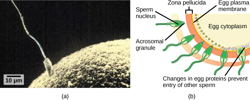Two-panel image. Panel (a) is a black-and-white micrograph of a sperm's head touching the granular surface of a much larger egg, its long tail curving up and away, with a 10 µm scale bar at lower left. Panel (b) is a colour diagram of the egg's curved edge with several green sperm cells lined up along it, labeled with leader lines.