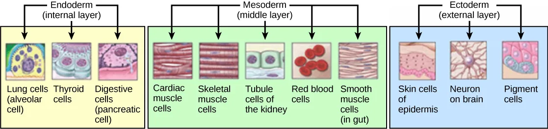Diagram of eleven small cell images grouped into three labeled, coloured panels — endoderm, mesoderm, and ectoderm — each panel's cell images pointed to by arrows from a bracketed heading above it.