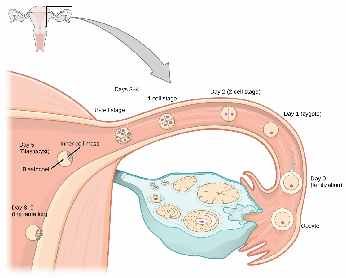 A small inset diagram of the female reproductive organs at upper left has a boxed region near one ovary and fallopian tube, with an arrow leading down to an enlarged view of that tube. Along the tube, a sequence of labeled cell clusters traces the days from fertilization through eight-cell division to a hollow blastocyst, ending with a small circle labeled Day 8-9 (Implantation) embedded in the uterine wall at lower left.