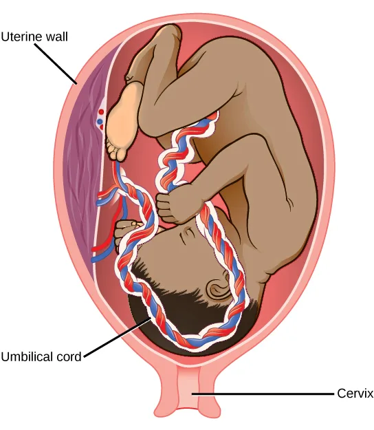 An illustration of a third-trimester fetus, upside down inside the uterus with its head at the bottom near the cervix, its knees drawn up and one foot at the top of the uterus beside the uterine wall; a twisted red-and-blue-and-white umbilical cord loops from its belly up to the uterine wall.