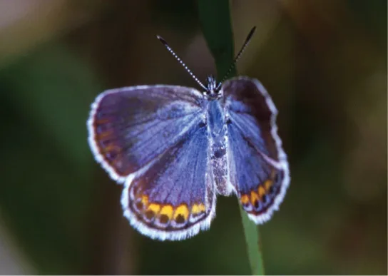 A Karner blue butterfly perched with its wings spread, showing pale blue-violet wings rimmed in white, with a band of small orange and black spots along the lower edge of each wing, and long banded antennae curving above its head.