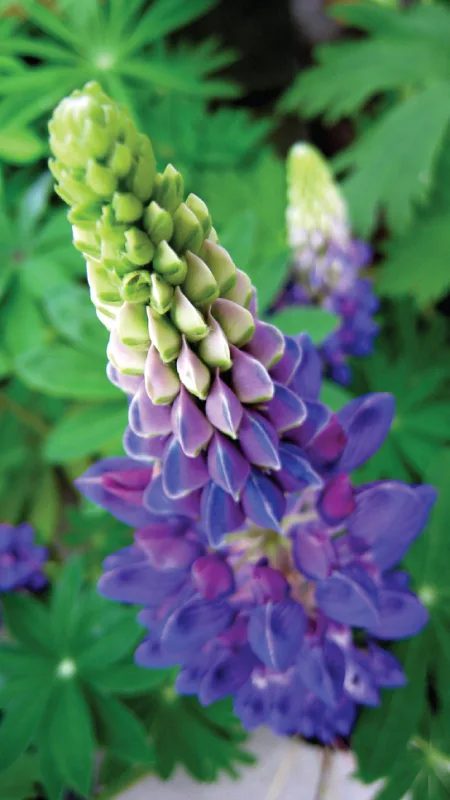 A tall wild lupine flower spike surrounded by leafy foliage: its unopened buds are green at the top, the buds just below them are tinged pink and blue, and the fully open flowers toward the bottom are a deep blue-violet.