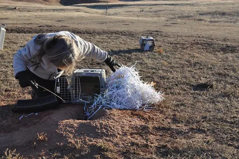 A researcher crouches over an open plastic carrier on dry grassland, with shredded paper bedding spilling out beside a burrow opening ringed with dirt; a second, closed carrier sits in the background.
