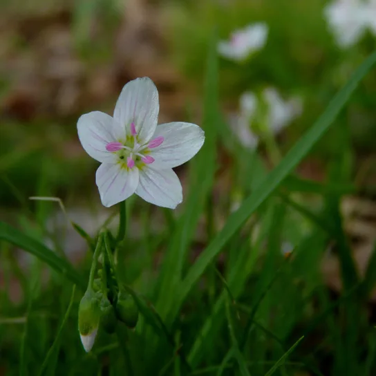 This photo shows a white flower with five diamond-shaped petals radiating out from a green center. Faint purple lines radiate out from the center of each petal toward the tip. Five stalk-like stamens with pink-tipped anthers extend from the flower's green center.