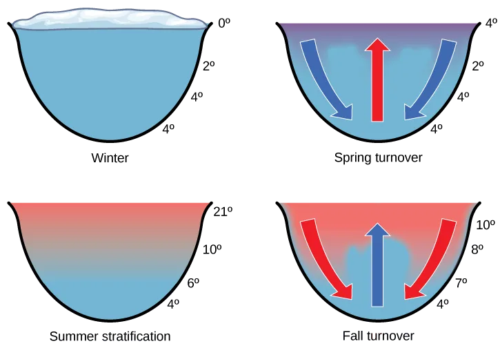 Four cross-sections of a lake, one per season, each labeled with temperatures along its right edge. Winter shows an ice-capped surface with no arrows. Spring turnover and fall turnover each show one arrow rising through the center and two arrows curving down and outward from the top. Summer stratification shows a smooth color gradient from warm at the surface to cool at depth, with no arrows.