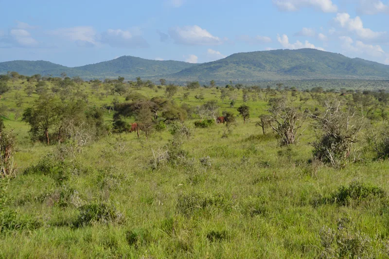 A grassy slope plain is covered in vegetation, whether it be grass, small bushes, or small trees.
