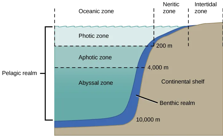 A schematic cross-section of the ocean shows three horizontal zones by distance from shore across the top — oceanic, neritic, and intertidal — above a water column split into three vertical zones by depth — photic, aphotic, and abyssal — beside a tan wedge representing the sloped seafloor and continental shelf.