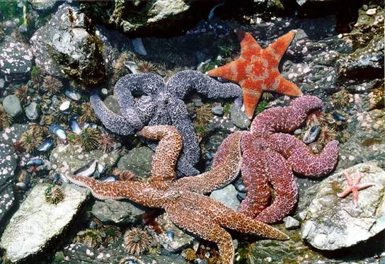 Five sea stars — gray, orange, and reddish-pink — lie among wet rocks in a tide pool, surrounded by clusters of small dark purple sea urchins and pale mussel shells.