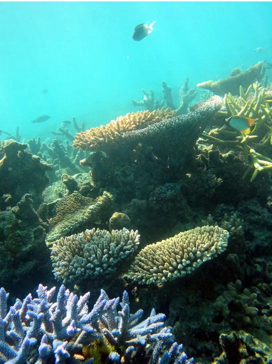 Two small fish — one black and white, one yellow and black — swim above a reef of tan, plate-shaped and branching coral, with a cluster of blue-purple branching coral in the foreground.