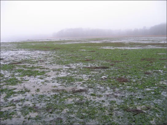 A shallow, foggy wetland or lake margin is mostly covered in a mottled green and gray mat of algae over wet mud, with a line of trees faintly visible in the fog beyond the water's edge.