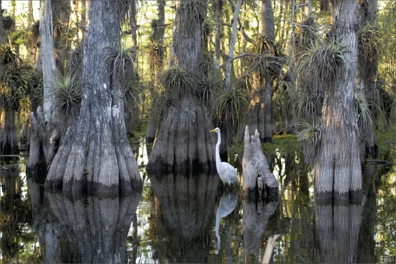 Several bald cypress trees with wide, buttressed trunks and knobby root knees rise from dark, still water, their bark tufted with air plants; a white wading bird stands among them, its reflection visible in the water.
