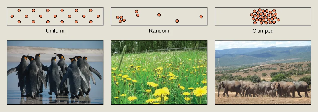 A six-panel figure pairs a schematic diagram with a photo for each of three dispersion patterns: a diagram labeled Uniform with evenly spaced dots above a photo of king penguins standing close together; a diagram labeled Random with irregularly scattered dots above a photo of a dandelion meadow; a diagram labeled Clumped with tightly bunched dots above a photo of elephants walking across grassland.