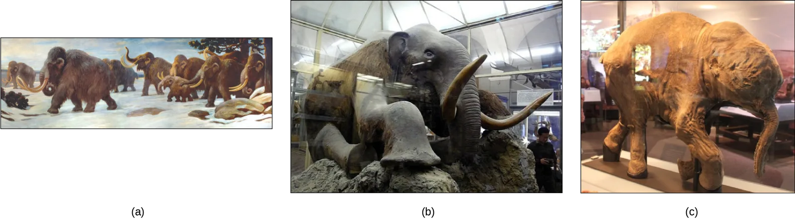 Three photographs of mammoths, large elephant-like creatures covered in fur with long tusks, are shown. Photo (a) shows a painting of mammoths walking in the snow. Photo (b) shows a stuffed mammoth sitting in a museum display case. Photo (c) shows a mummified baby mammoth, also in a display case.