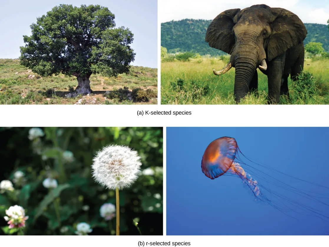 Part (a), K-selected species, shows photographs of an oak tree and an elephant. Part (b), r-selected species, shows photographs of a dandelion and a jellyfish.