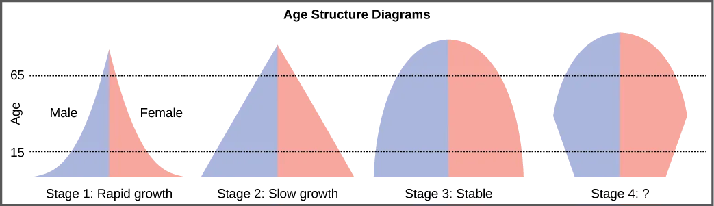 Four age structure diagrams, each split into a blue Male half and a pink Female half, plotted against a shared Age axis with gridlines at 15 and 65. The first two panels narrow steadily from a wide base to a point at the top; the third is rounded at the top; the fourth panel's shape is left for the reader to interpret.
