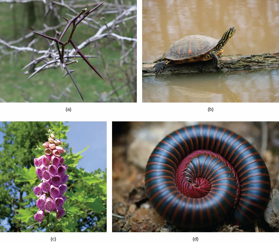 Photo (a) shows the long, sharp thorns of a honey locust tree. Photo (b) shows a turtle perched on a log, its long neck and head extending out from its large shell. Photo (c) shows the pink, bell-shaped flowers of a foxglove. Photo (d) shows a millipede curled into a ball.